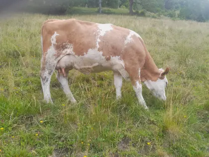 Milchkuh Fleckvieh Bio