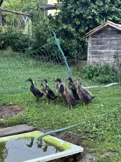 Enten, Laufenten, Schneckenfresser