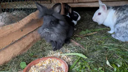 Löwenkopf-Zwergkaninchen in allen Farben