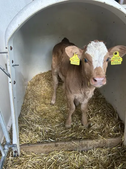 Bio Kalb FV/LI weiblich