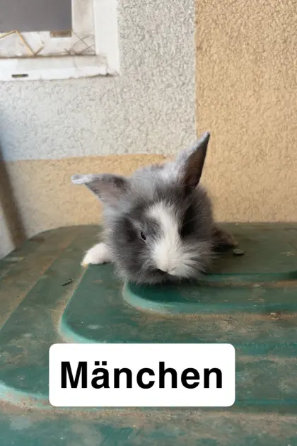 Zwergkaninchen