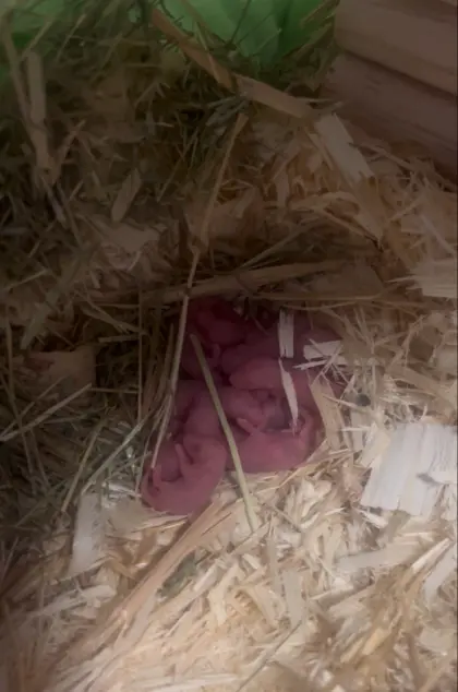 Baby Farbmäuse