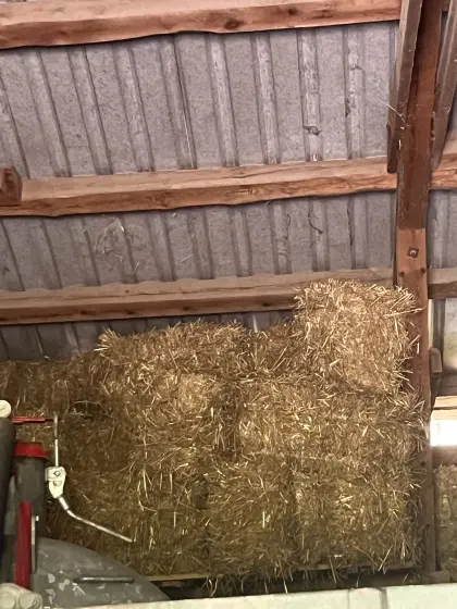 50 Strohballen zu verkaufen