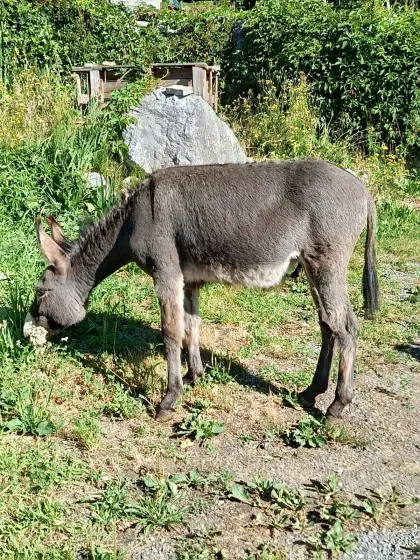 Eselstutfohlen