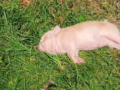 Kune-Kune-Ferkel