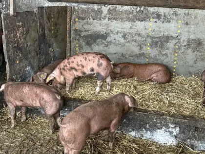 Verkaufe Ferkel