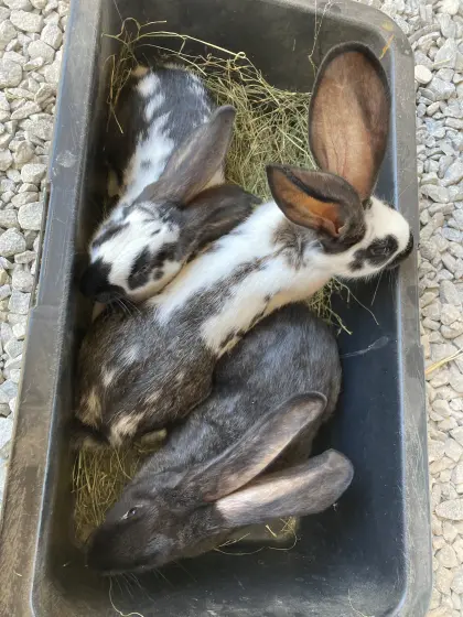 Junge Riesenkaninchen