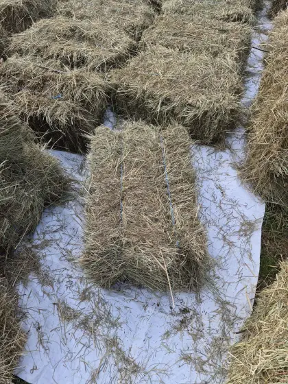 Kleine HD Heu-Bunden