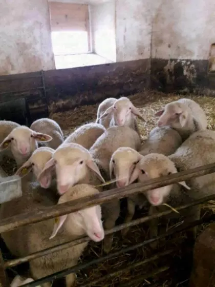 Weibl. Lämmer Merino