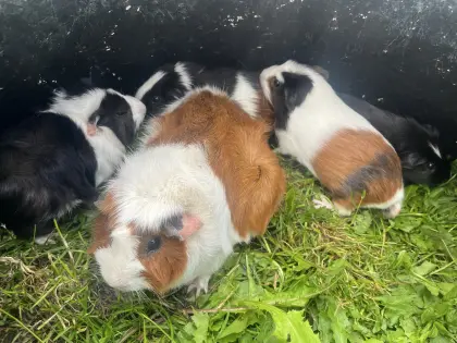Junge Meerschweinchen