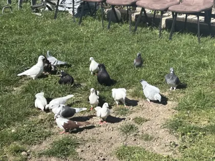 Tauben