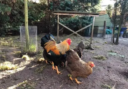 Verschiedene Junghennen zu verkaufen