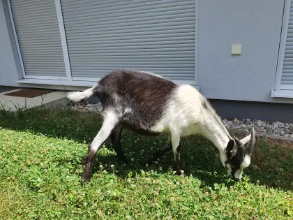 Pfauenziegenbock