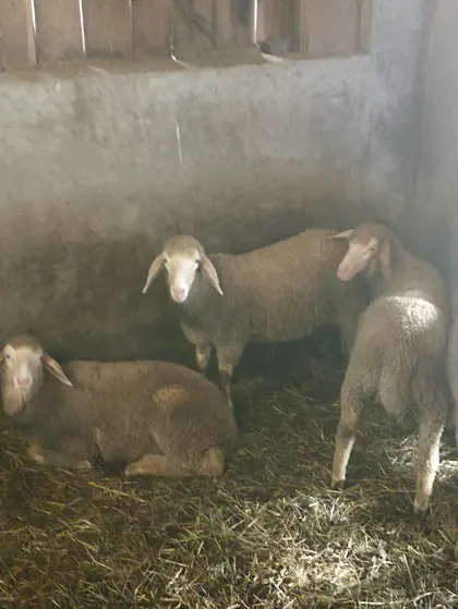 Verkaufe Merino-Lämmer