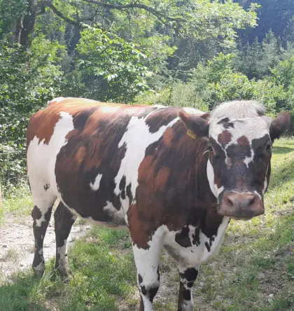 Trächtige Normande Kalbin