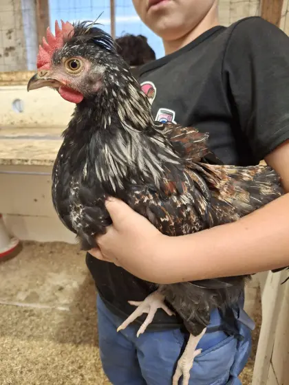 Rassegeflügel, Geflügel, Hähne, Hühner, Hahn, Huhn