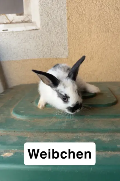Zwergkaninchen