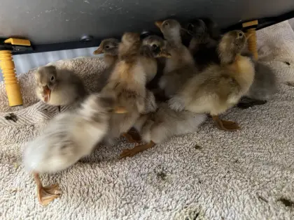 Enten mit und ohne Haube