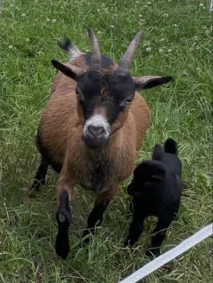 Zwergziege mit Kitz