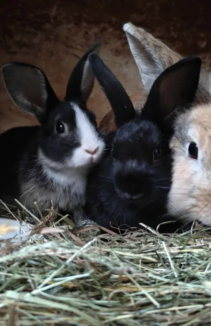 Kaninchen