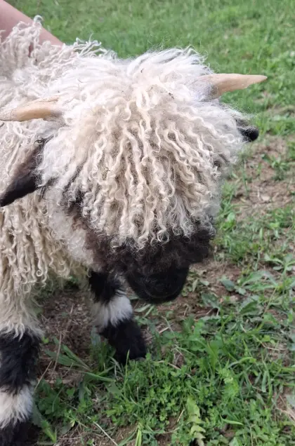 Walliser Schwarznasenschaf, Widder