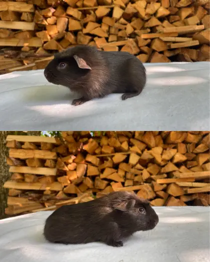 English Crested aus Vereinszucht