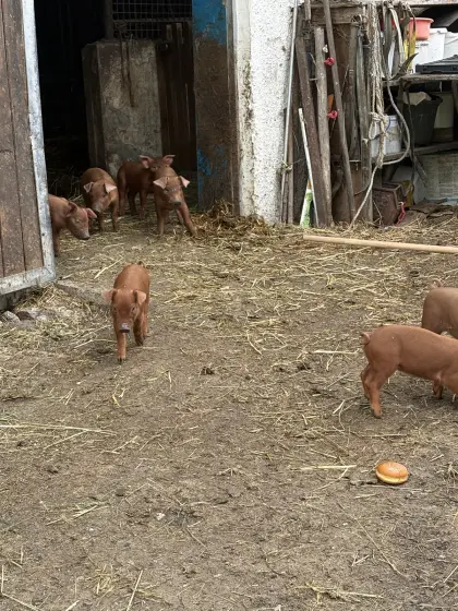 Verkaufe Duroc-Eber