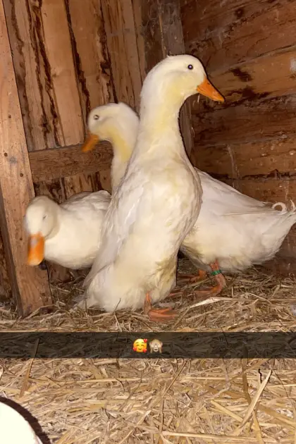 Deutsche Pekingenten