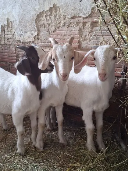 Bio Buren/Saanen Bockkitze