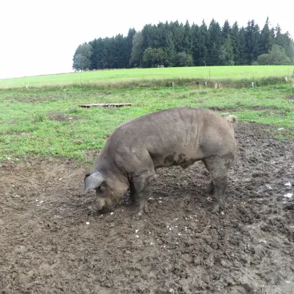 Schweinemarkt