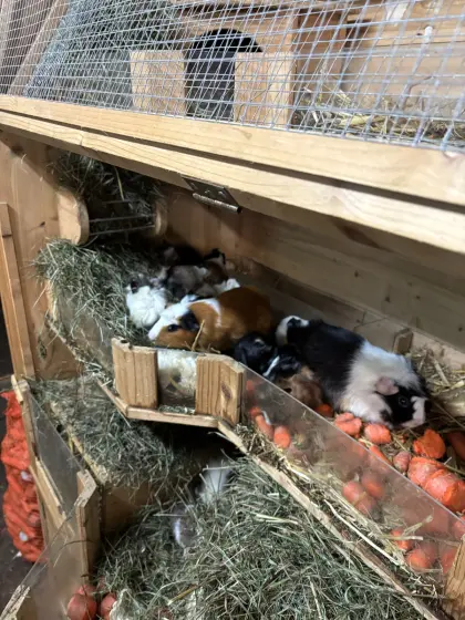 Meerschweinchen