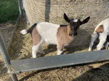 Ziegenbock, geb. Mai 26