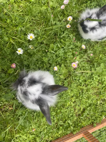 Zwergkaninchen Löwenkopf