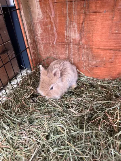 Löwenkopf-Zwergkaninchen