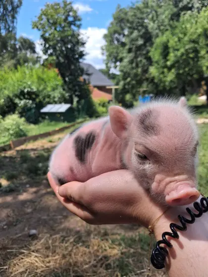 Minischwein-Ferkel aus kontrollierter Aufzucht