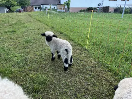 Walliserschwarznasenschaf