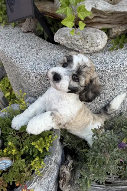 Bichonpoo (Bichon Frise mit Zwergpudel) mit AT