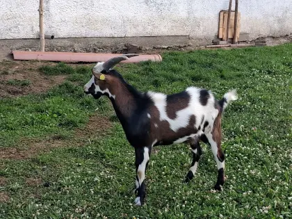 Tauernscheckenbock, reinrassig