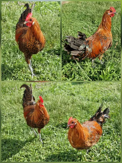 Brakel Hähne Gold, Goldbrakel und Ostfriesische Möwe