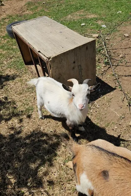 Zwergziegenbock