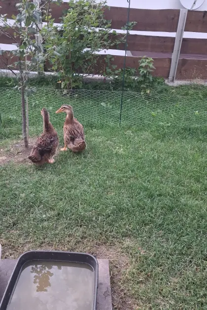 Rouen Clair Enten