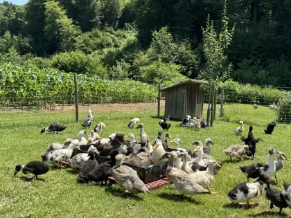 Landenten mit Haube, Haubenenten, Enten