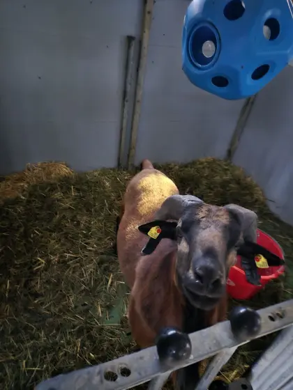 Kamerunschafe Bock