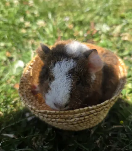 Meerschweinchen US Teddy