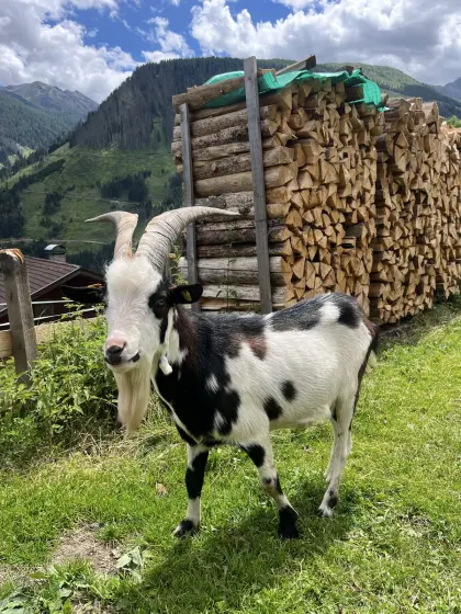 Tauernschecken-Bock