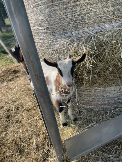 Ziegenbock, geb. Mai 26