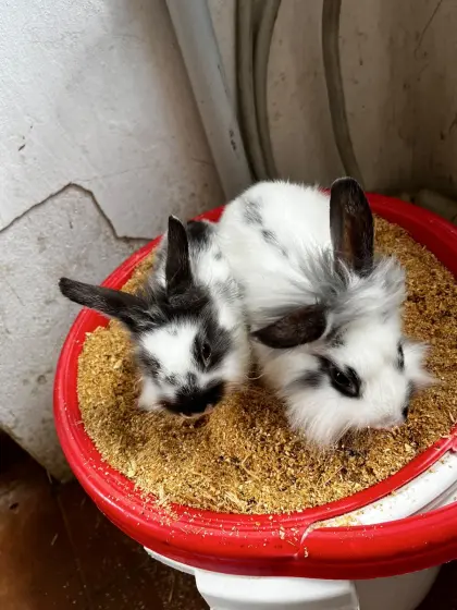 Zwergkaninchen