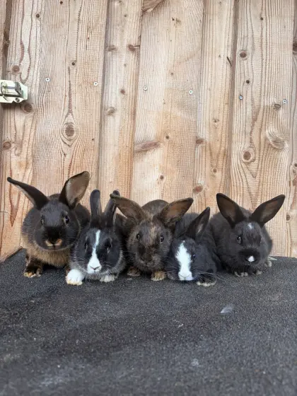 Zwergkaninchen