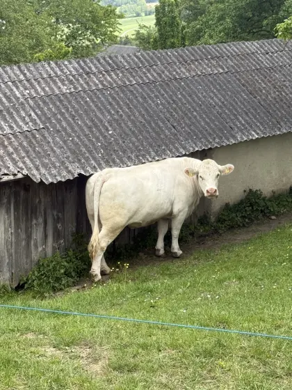 Bio-Charolais-Mutterkühe