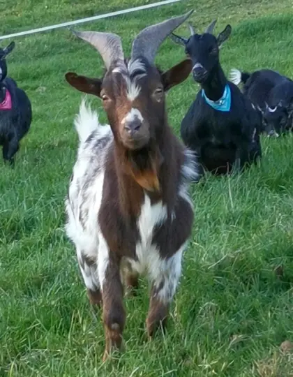 Minizwergziegenbock